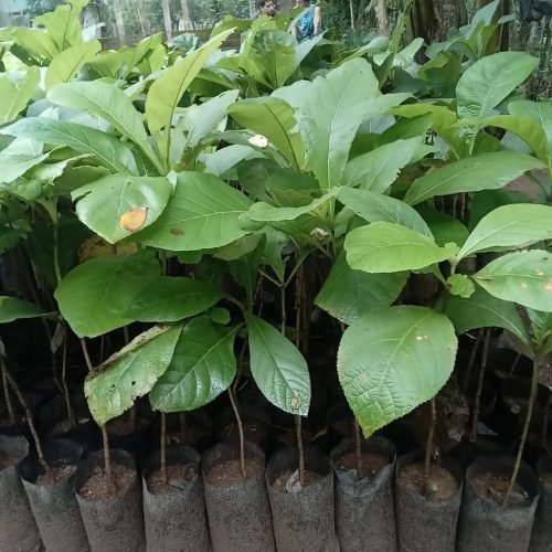 476848896_1135434498369142_8383240677073484085_n