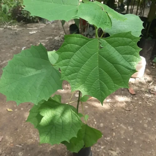 D_NQ_NP_2X_964876-MLM71352879648_082023-F