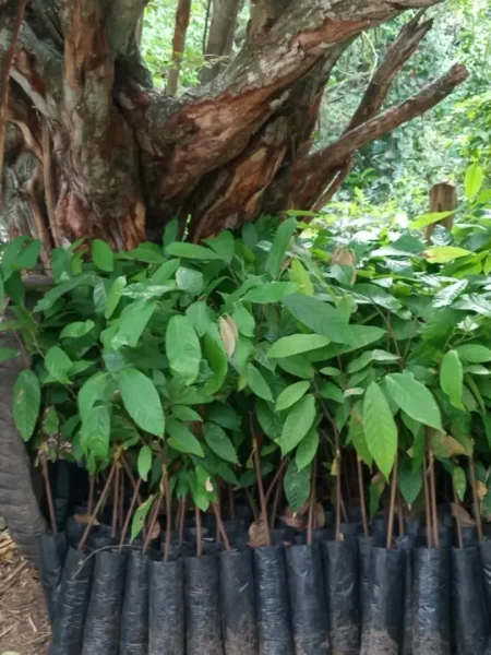 whatsapp image 2026 03 02 at 3.57.35 pm (1)