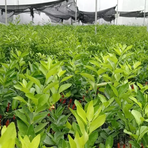 WhatsApp Image 2026-03-13 at 8.55.41 PM (3)