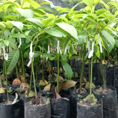 WhatsApp Image 2026-03-17 at 3.37.09 PM (4)