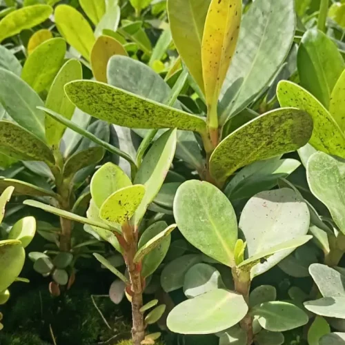 WhatsApp Image 2026-03-17 at 4.33.13 PM