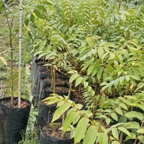 WhatsApp Image 2026-03-17 at 4.33.15 PM