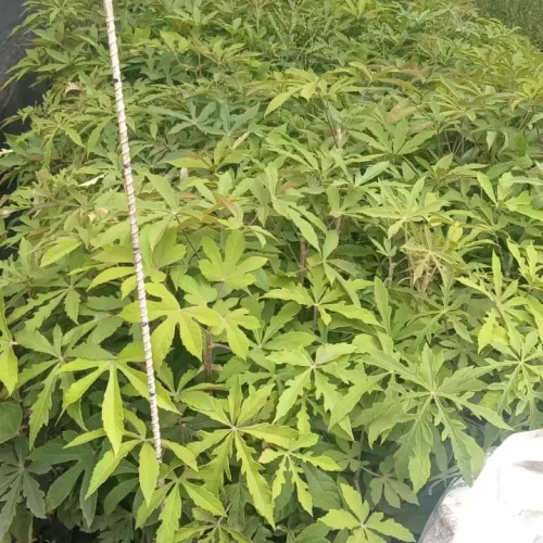 WhatsApp Image 2026-03-17 at 4.33.16 PM