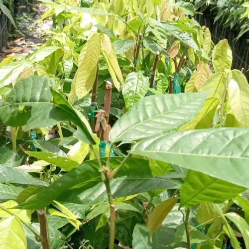 WhatsApp Image 2026-03-17 at 4.36.09 PM