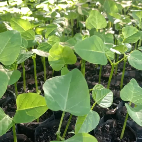 WhatsApp Image 2026-03-17 at 4.43.24 PM