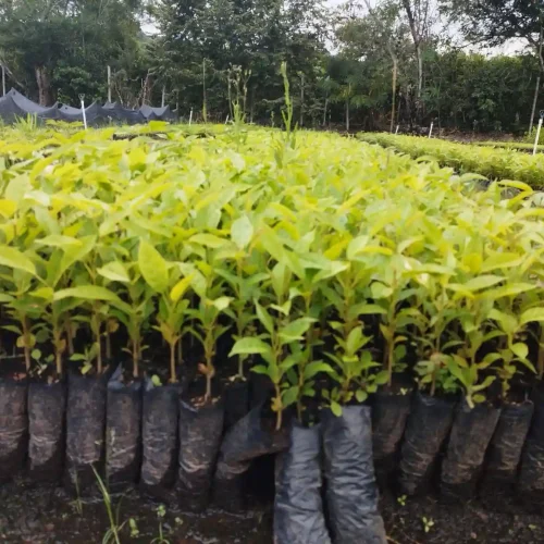 WhatsApp Image 2026-03-17 at 4.44.47 PM