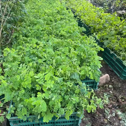 WhatsApp Image 2026-03-17 at 4.46.35 PM